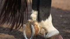 Prečo koni podkovy a spôsob, akým sú pripojené?