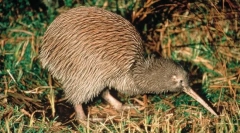 Prečo je vták kiwi taký dlhý zobák?