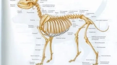 Prečo je pes chvost