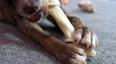 Prečo pes potrebuje piaty prst