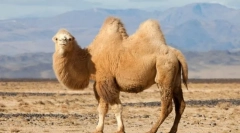 Prečo camel horn?