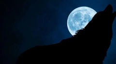 Prečo vlci trávia na úplnom mesiaci?