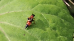 Prečo zhukam-stafilines dlhé jasne brucho?