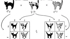 Tajomné čierne mačky: všetko o ich farbe