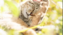 Umiestnenie mačiek: kde sú duše domácich zvierat po smrti z hľadiska rôznych náboženstiev