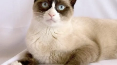 Zámorské belomonozha