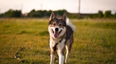 West siberian lyki (fotografie): dobrý lovec a verný priateľ