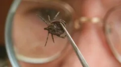 Infekcia človeka s kliešťami nesený encefalitída