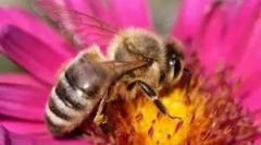 Ochrana pred včelami doma a v krajine