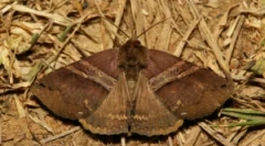 Ochrana kožušinových kabátov z moli