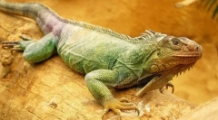 Zelená iguana