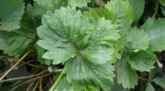 Strawberry tick: odrody a spôsoby boja