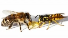 Stooling osa a včela: rozdiely v bite