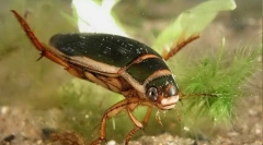 Krutý a fierce beetle