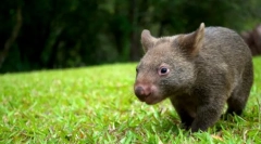 Vbuth animal: cute big cicavec (foto)