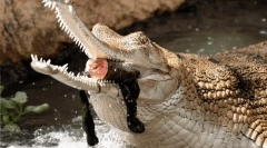 Zvieratá, ktoré vyzerajú nebezpečné, ale v skutočnosti - neškodné milahi