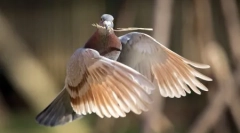 Zvieratá planéty vo fotografiách (17 ks)