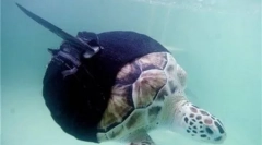 Zvieratá s protézami (8 fotografií)