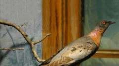 Zvieratá uvedené v čiernej knihe: 25 vyhynutých druhov