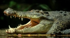 Živé fosílie: 10 starovekých zvierat žijúcich v našom čase