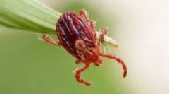 Životný cyklus a vývoj ixodických tings