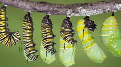 Hmyz životného cyklu