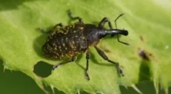 Zhuk weevil: popis, typy a životný štýl