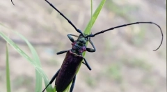 Beetle woodcusum