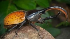 Beetle hercules: popis a životný štýl