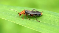 Penové zdroje chrobáka