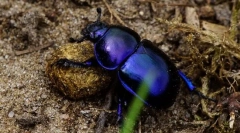 Beetle použité: popis a životný štýl
