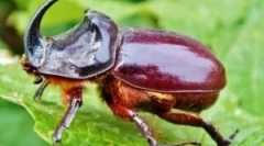 Beetle rhino: popis a životný štýl