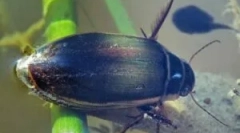 Beetle floone: popis a životný štýl