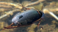 Beetle plavnets