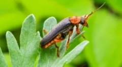 Hasič beetle: popis a životný štýl