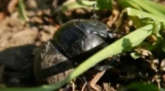 Zhka stream: popis a životný štýl