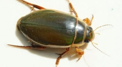 Beetle-verzia