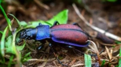 Beetle lúky: popis a životný štýl