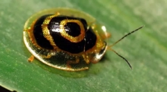 Beetle - golden turtle