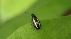 Chrobáky alebo tvrdé