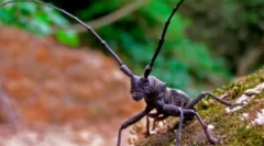 Bety usachi: druhy a poškodenie