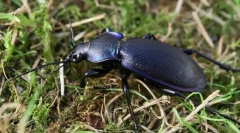 Maďarská priľnavosť