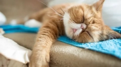 Zimné hibern mačky