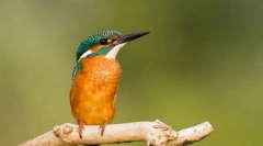 Chrbtica. Rodina vtákov