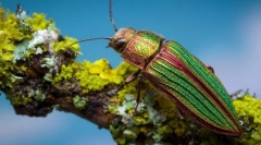 Greens lesklý ihličnan