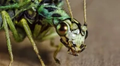 Zlatprace alebo zelené poludy doma