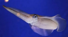 Hodnota mäkkýšov v prírode a živote osoby