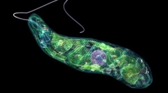 Zmysel najjednoduchšej povahy a života osoby