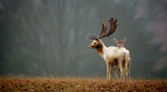 Hodnota živých organizmov v prírode