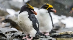 Golotoppins tučniak